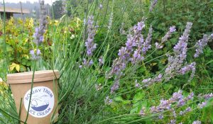 lavender icecream achray ice